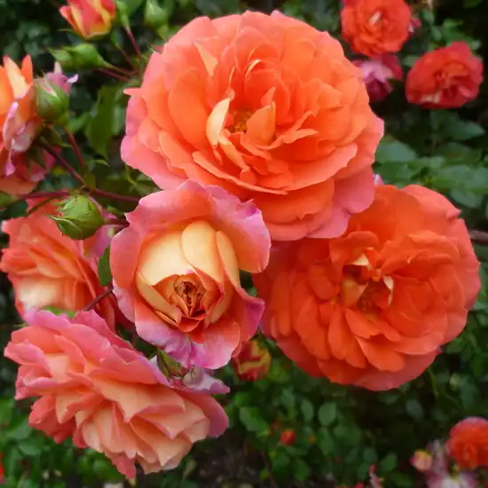 Fără parfum - Trandafiri - Gebrüder Grimm® - Trandafiri online